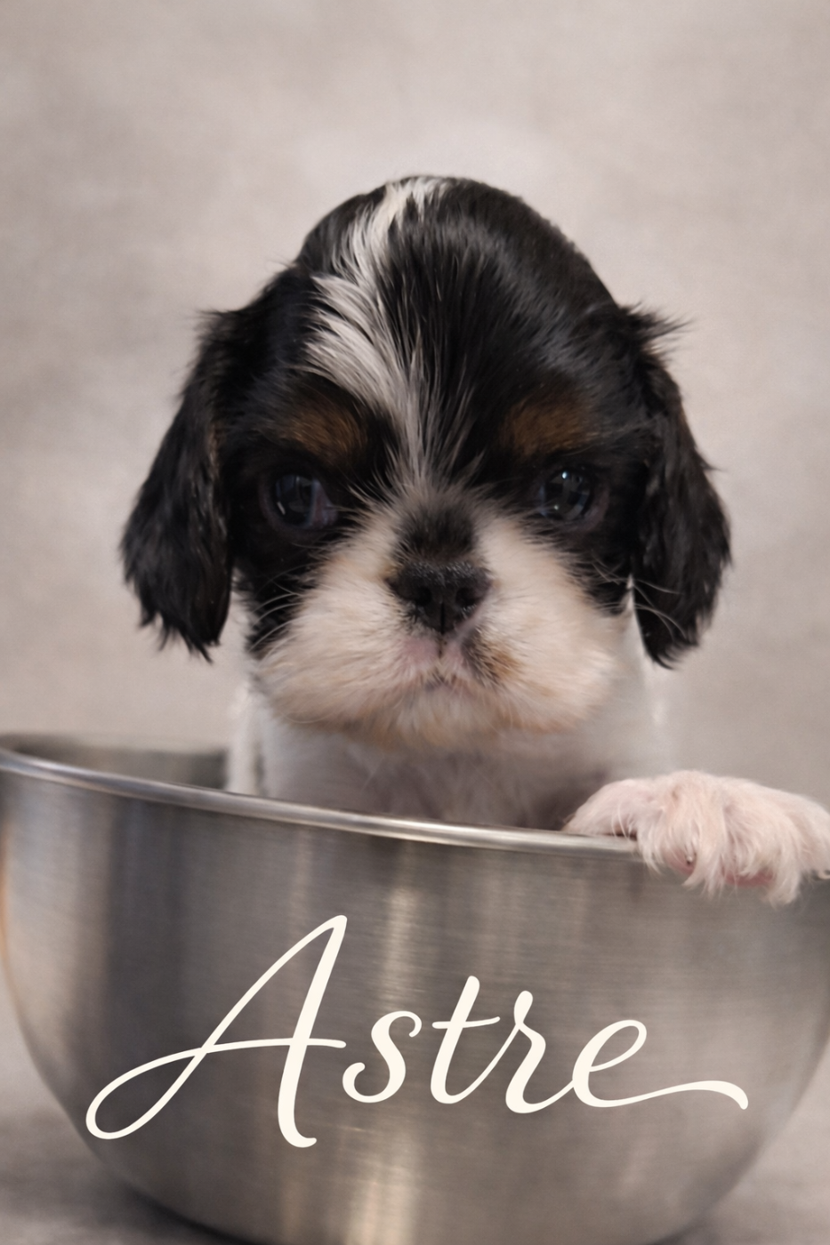 Elevage De La Casa Des Ramonets - Chiots disponibles - King Charles Spaniel