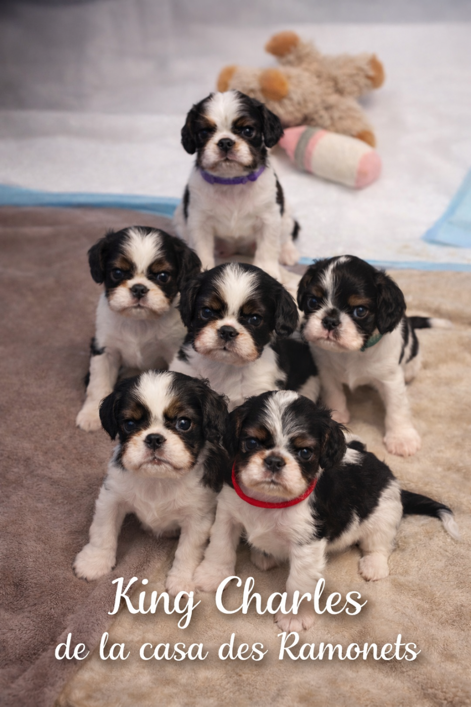 Elevage De La Casa Des Ramonets - King Charles Spaniel - Portée née le 04/12/2025