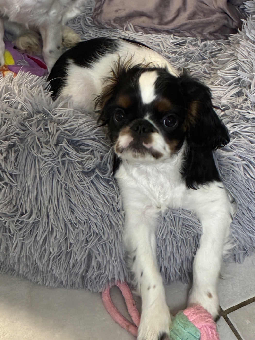 Elevage De La Casa Des Ramonets - Chiots disponibles - King Charles Spaniel