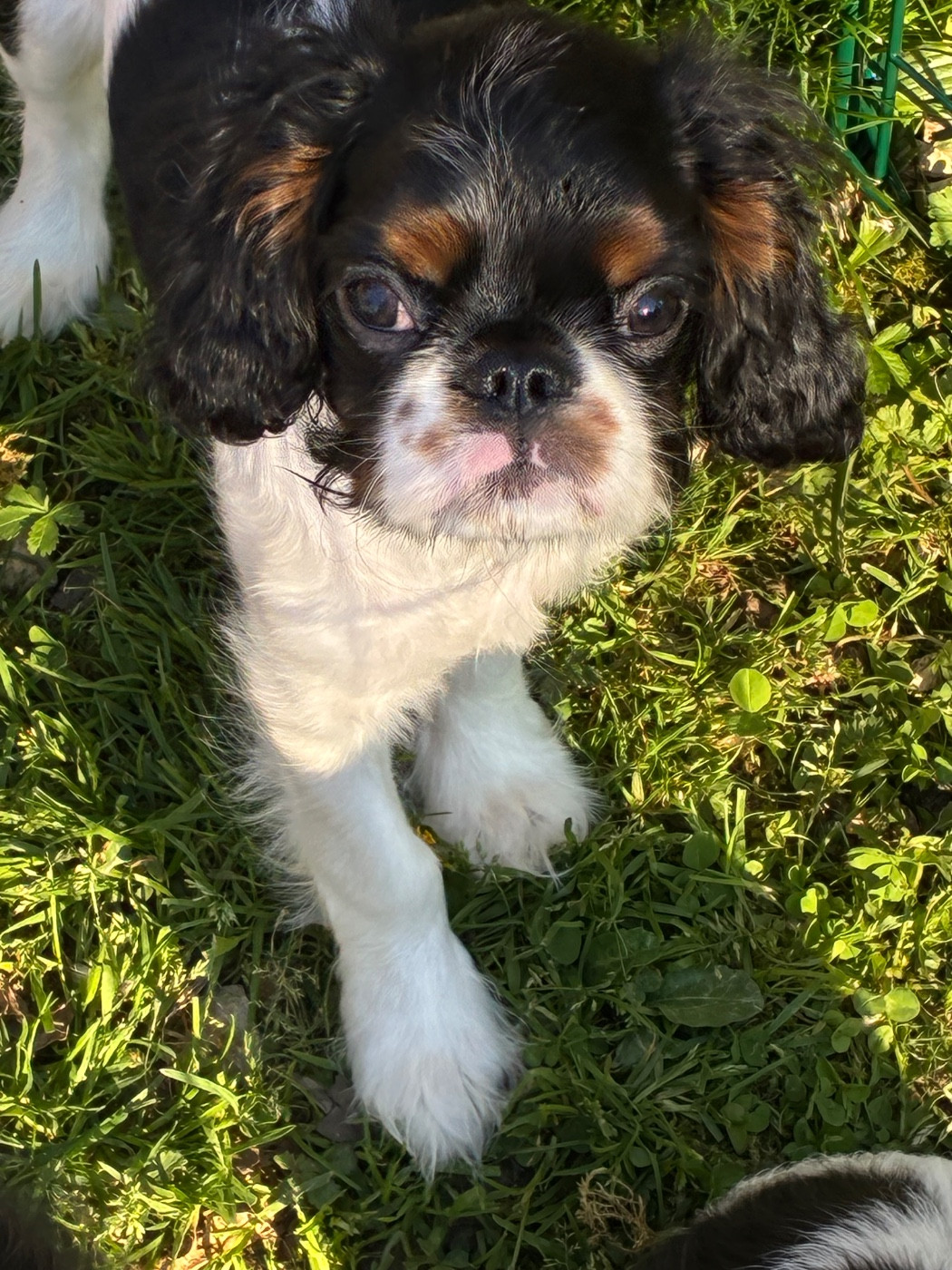 Elevage De La Casa Des Ramonets - Chiots disponibles - King Charles Spaniel