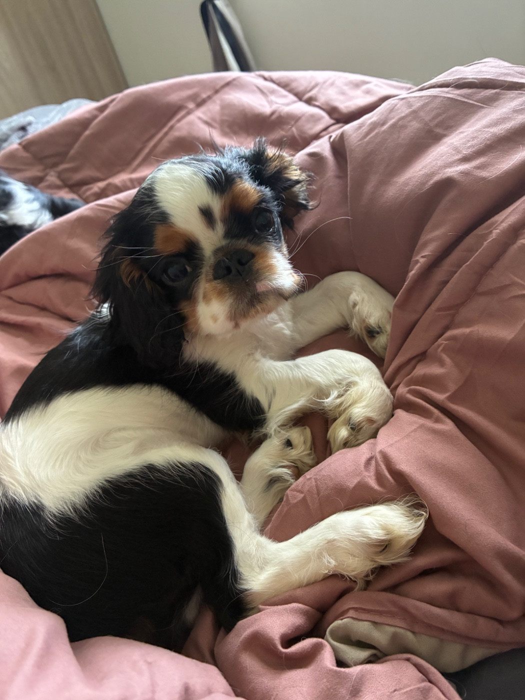 Elevage De La Casa Des Ramonets - Chiots disponibles - King Charles Spaniel